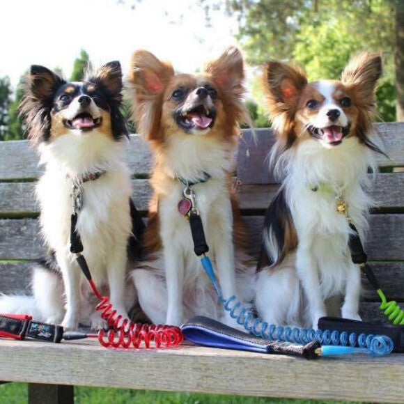 Sequel, Tokin, & Link�n have the shiniest coats now! They always are so energetic and happy since THK