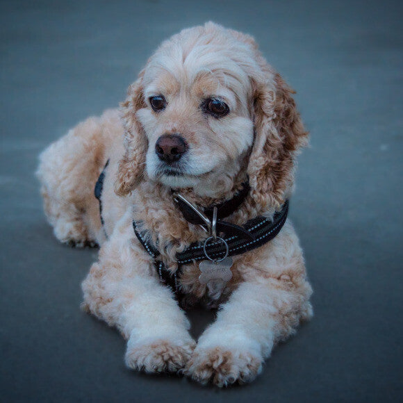 Buddy