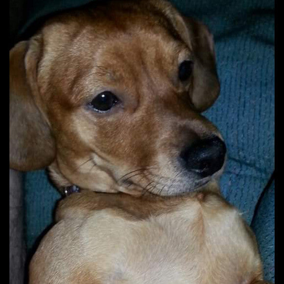 When Charlie first came to his forever home. 1 year old