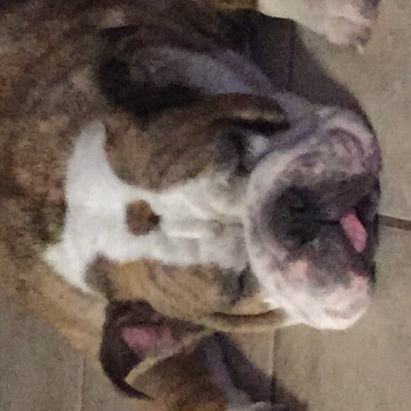 After an hour of playing outside came in to lay on cold floor & rest