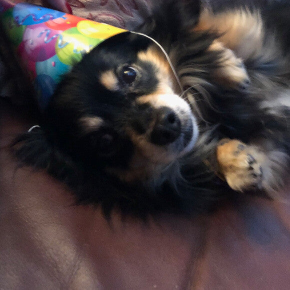 I loved celebrating my �cousin�s� birthday (an Australian Cattle Dog/Shepard) with my other �sisters� (another Chihuahua and a Yorkie). We all eat The Honest Kitchen food clusters.