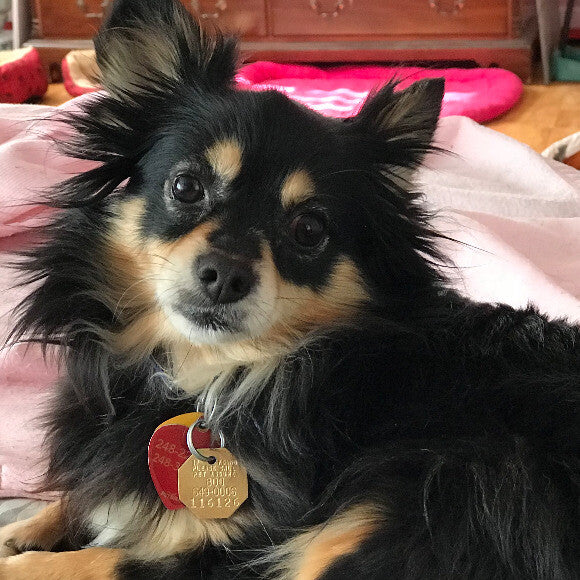 Sarah Jane, my 5 year old Chihuahua, loves The Honest Kitchen food clusters. If she�s happy, I�m happy.