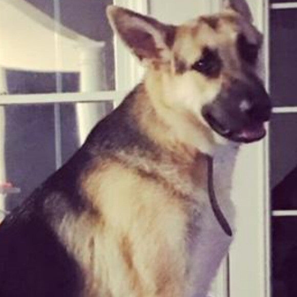 My Finn Dog..1 year.