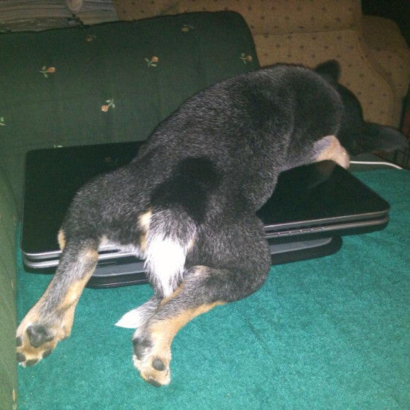 She loved sleeping on my old laptop when she was a baby