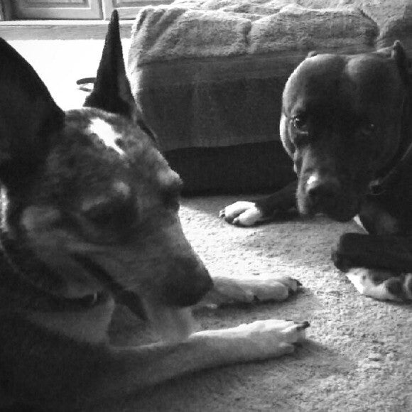 Sheska & her bf Maverick the pitbull <3