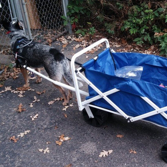 She even has a wagon to pull!