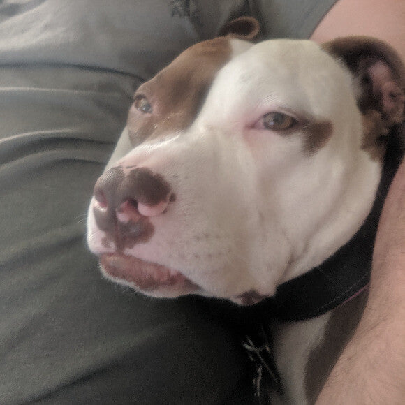 Napping during the Broncos game.
