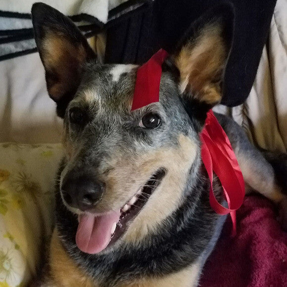 6 years old & still as feisty as ever!