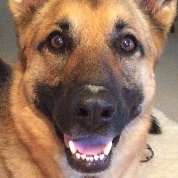 THK nose: the area at the top of the nose not readily reached by a dog's tongue.