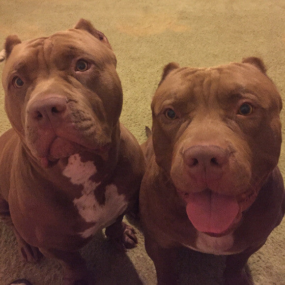 Chapo the male brother on right