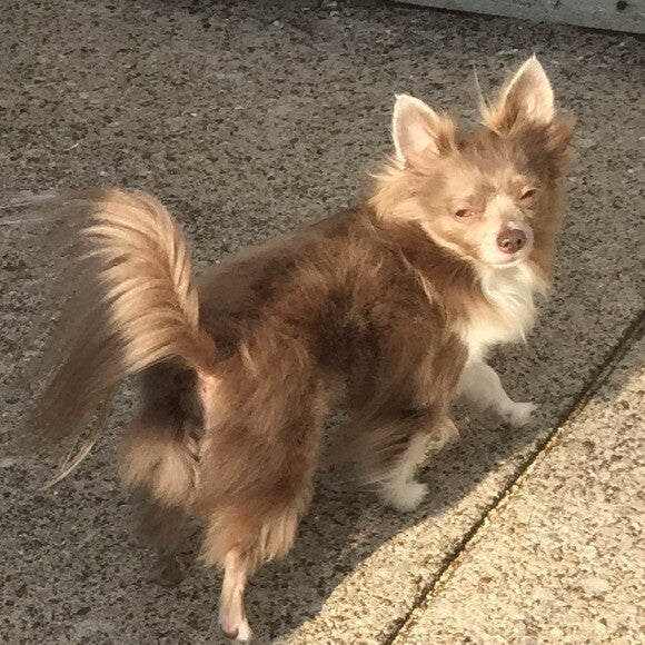 Ponno the spoiled Chihuahua