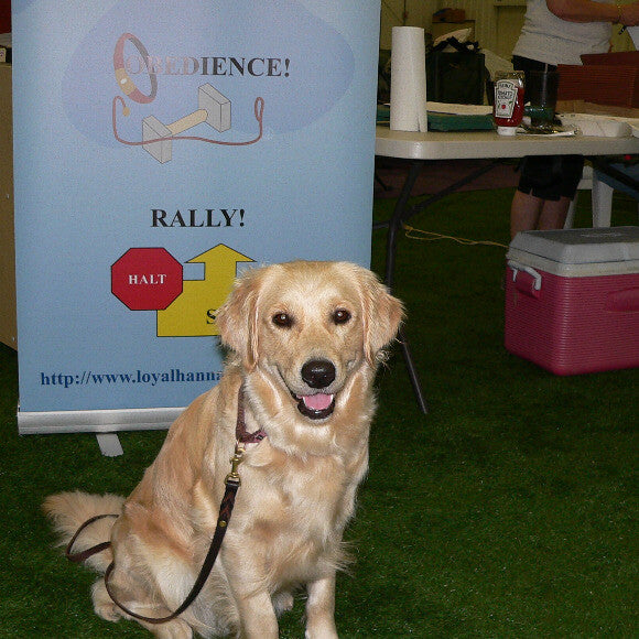 Ivy at an obedience trial