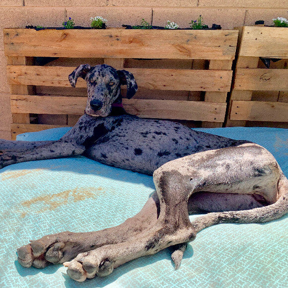 She finally had been been able to hold her weight no longer skin and bones
