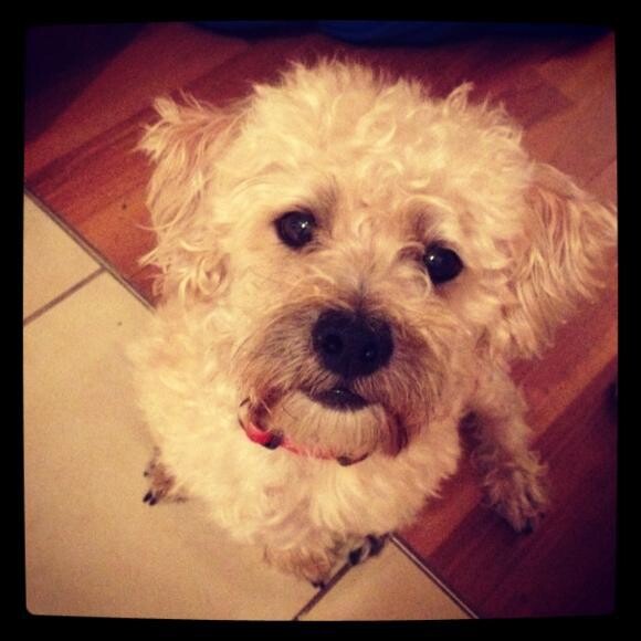 Teddy is wild for Honest Kitchen!