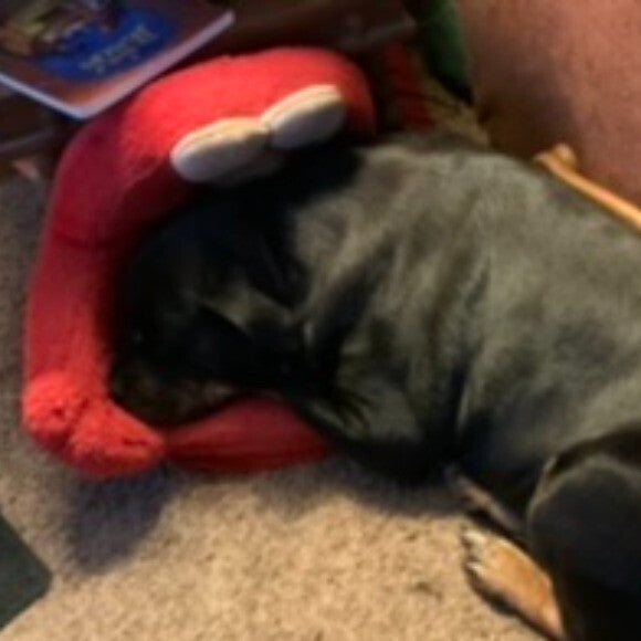 Faye sleeping with Elmo. Her favorite spot. If she is not outside you will alway find her cuddling with Elmo.