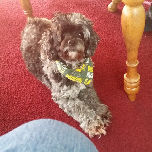 Daisie