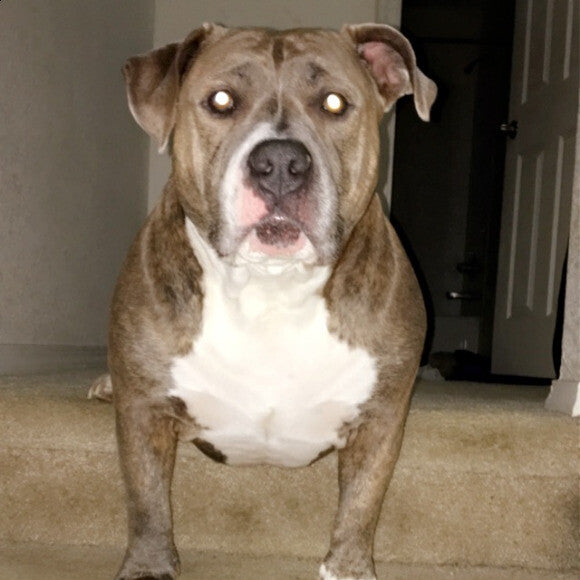 Allie girl