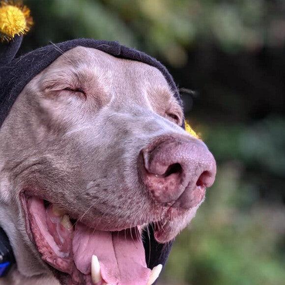 Chief, the sweet bumblebee!