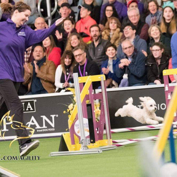 Westminster finals 2018