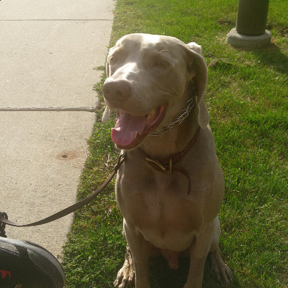 Suns out, weim's out!