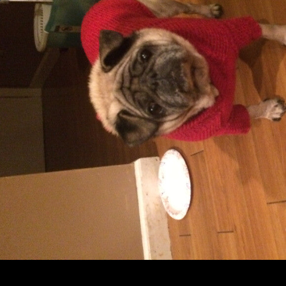 This is my pug honey