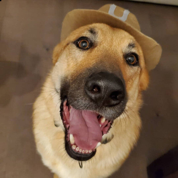 This was his face right after he had a nice Honest meal