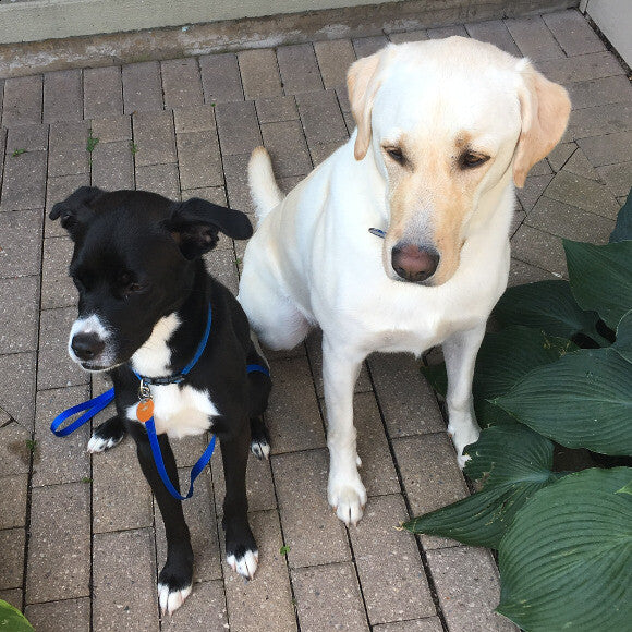 Paxton (left) and Tucker
