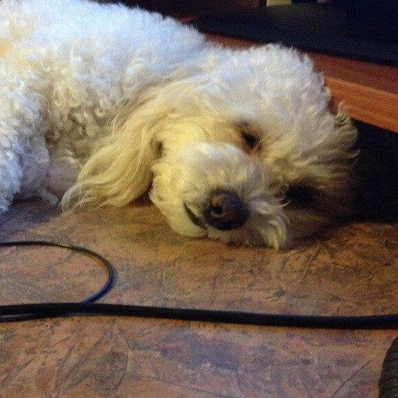 Food Coma