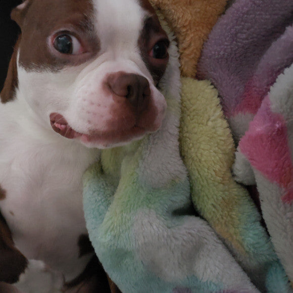 The baby, actually drools for Honest Kitchen dog food.