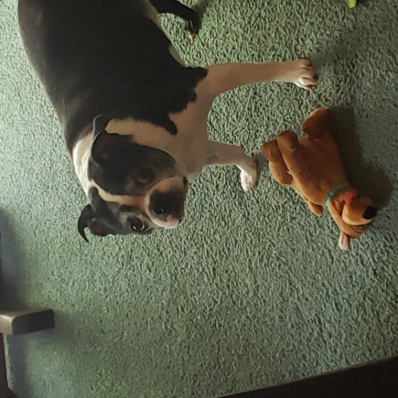 Aka. The stocky one has never liked dog food until we discovered Honest Kitchen