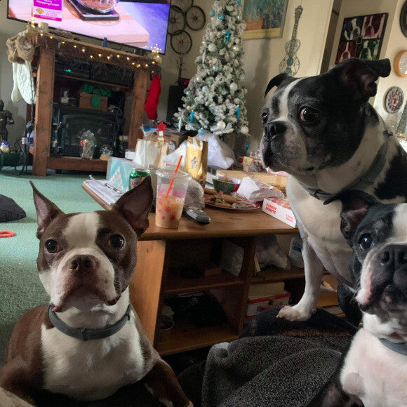 The 3 Amigos waiting for their Honest Kitchen dog food