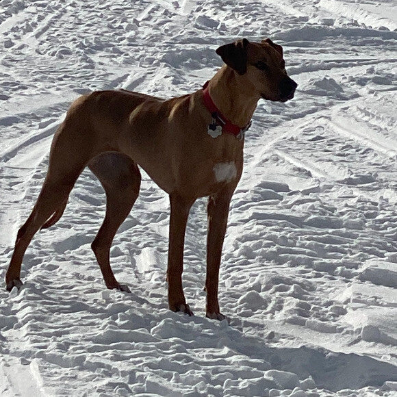 Nandi playing at the frozen lake by Yellowstone.