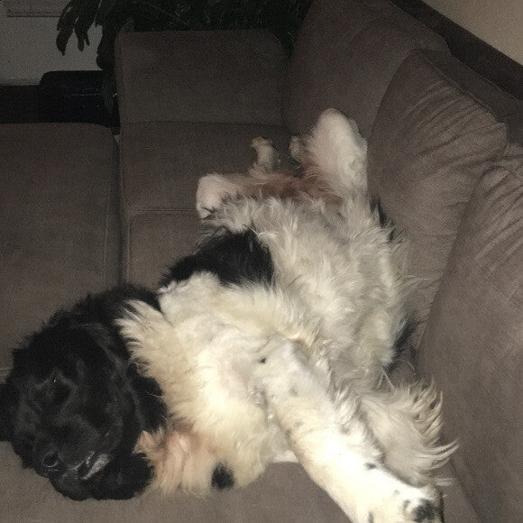 One of her fav ways to sleep. 'Super Puppy' style.