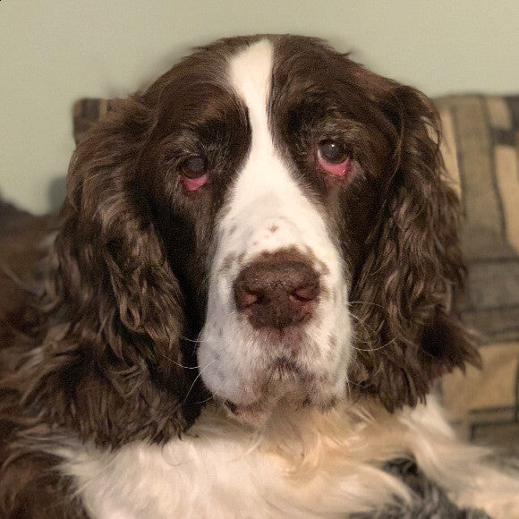 Brodie ~ 14 years old
