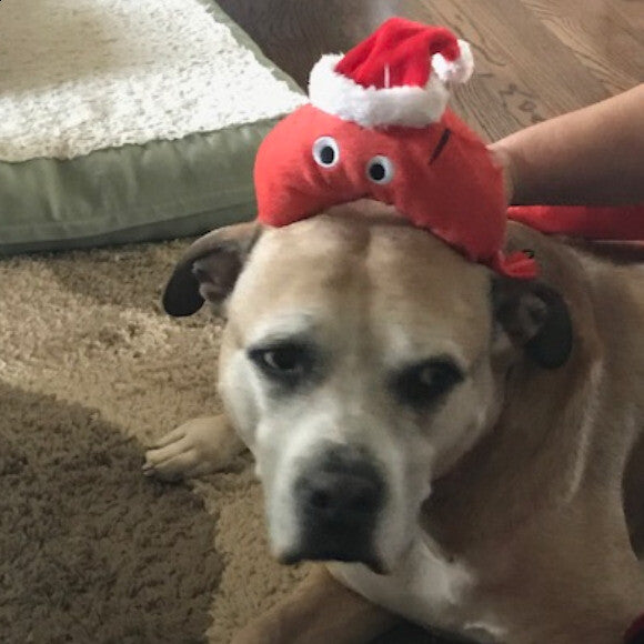 Merokie at Christmas