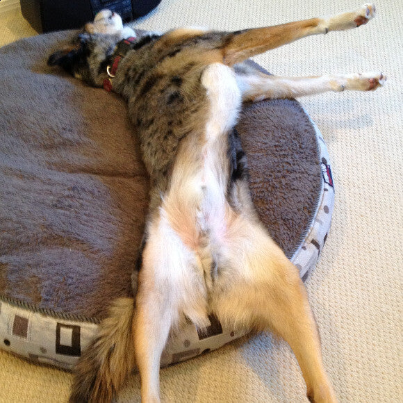 Yes, this is how he sleeps!