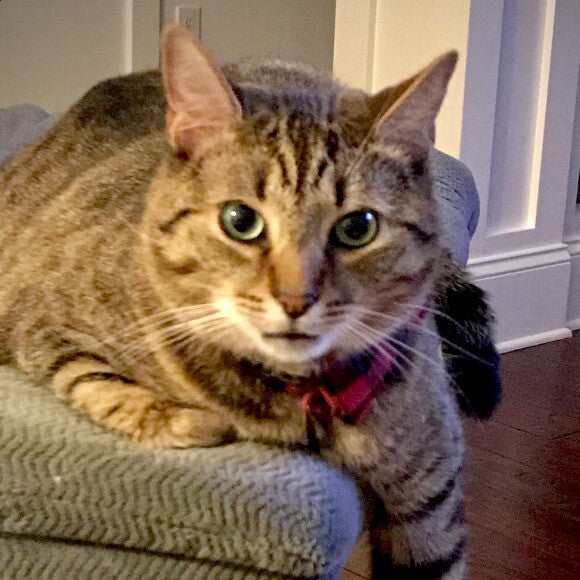 Smokey is feeling great and not scratching & pulling his hair out since he�s been on THK goats milk.