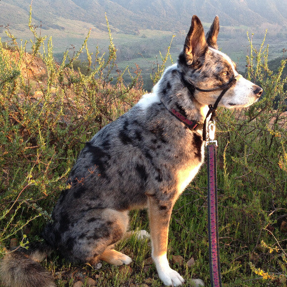 Always on the Alert!