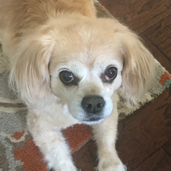 Daisy is feeling so much better, now that she�s on THK Goats Milk