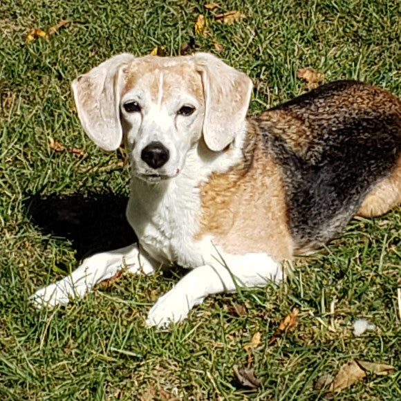 Backyard Sunning!