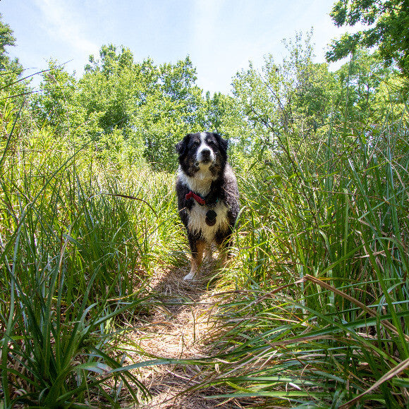 Enjoys long walks on the beach, or literally anywhere else outside, and rarely do we find an area that really requires a leash.