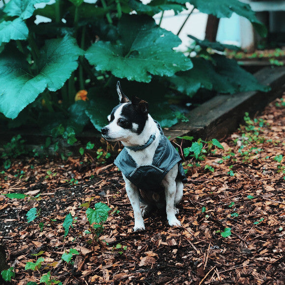 Soupy Helping in the Garden