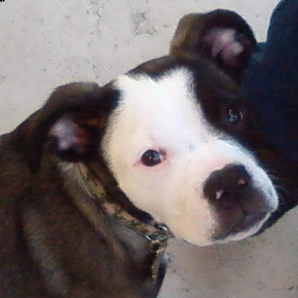 MacKenzie as a puppy in 2007. We adopted her after the family who bought her from a pet store no longer wanted her.
