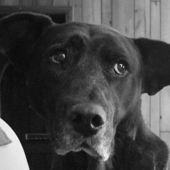 Not so patiently waiting for dinner! She loves it!