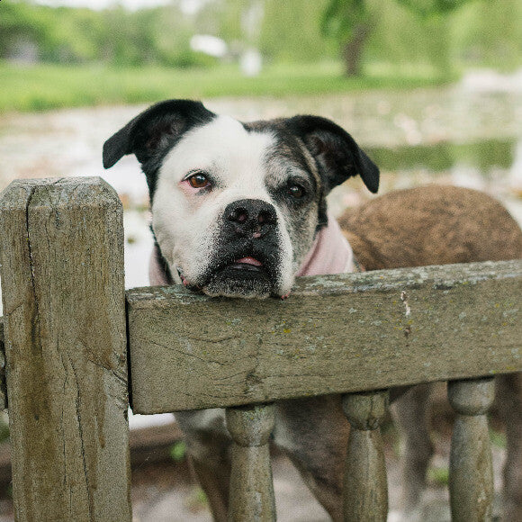 MacKenzie 2019 at age 12 on her first professional photo shoot! Photo from @dogsofmke