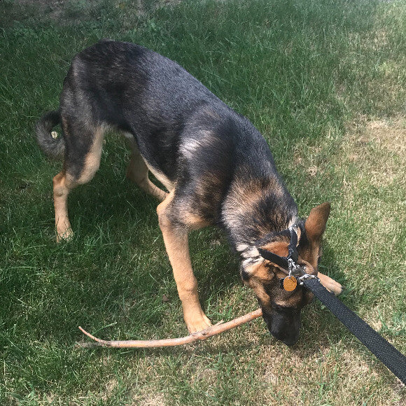 first week with Odin