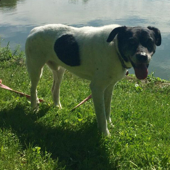 Old Man Milo at age 15. He loves walking to the pond and watching the ducks. Still active!