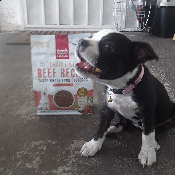 Bella loving the kibble!