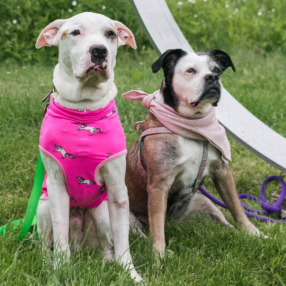 Mackenzie and her adopted brother Sonny in 2019. He was 8 when found as stray and was adopted from animal control.