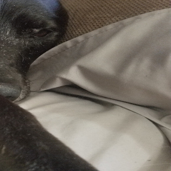 After dinner naps are her favorite